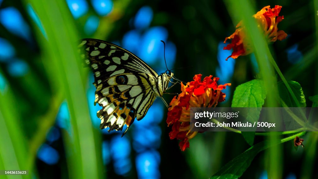 Close-up of butterfly pollinating on flower