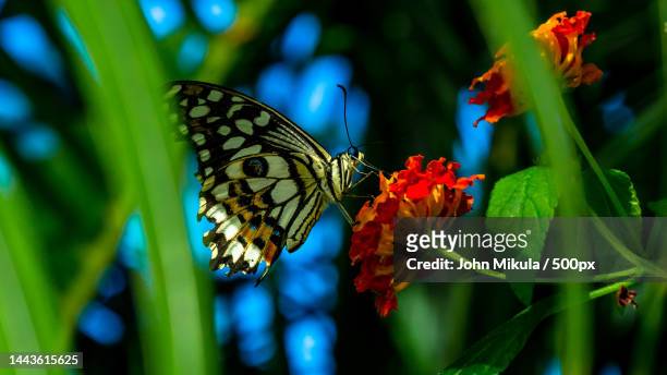 close-up of butterfly pollinating on flower - june stock pictures, royalty-free photos & images