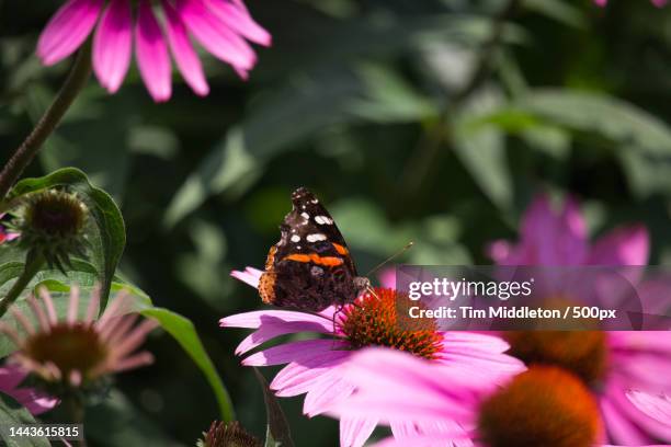 close-up of butterfly pollinating on purple flower,united states,usa - vanessa atalanta stock pictures, royalty-free photos & images