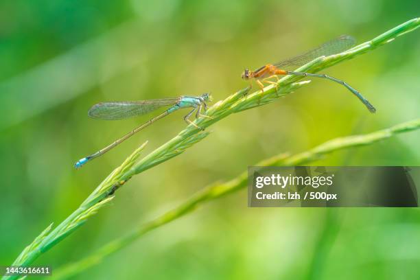 close-up of damselfly on plant,south korea - damselfly stockfoto's en -beelden