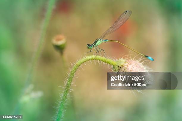 close-up of damselfly on plant,south korea - damselfly fotografías e imágenes de stock