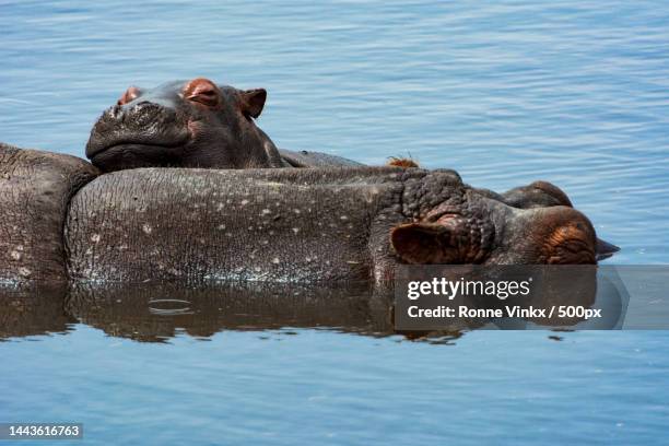 close-up of seal swimming in sea,ngorongoro crater,tanzania - ngorongoro conservation area stock pictures, royalty-free photos & images