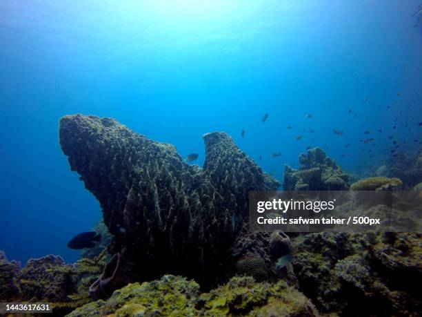 view of tropical fish swimming in sea,malaysia - living coral stock pictures, royalty-free photos & images