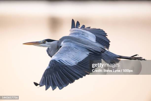 close-up of heron flying against clear sky,lymington,united kingdom,uk - gray heron stock pictures, royalty-free photos & images