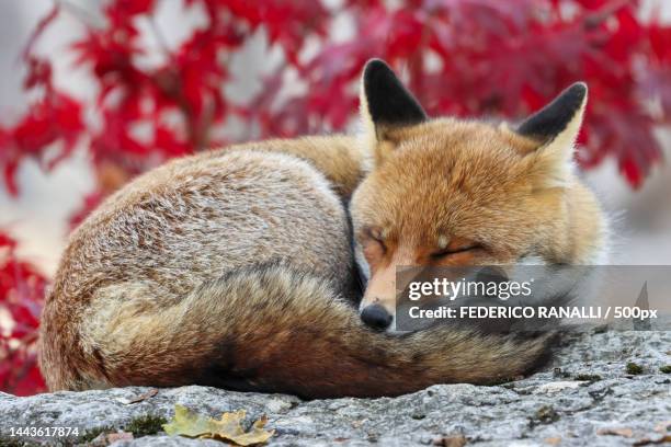 close-up of red fox sleeping on rock,italy - red fox stock pictures, royalty-free photos & images