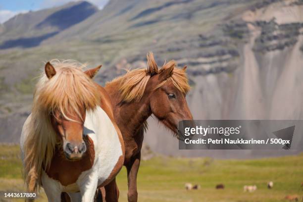 two iceland horses standing on field,iceland - 冰島馬 個照片及圖片檔