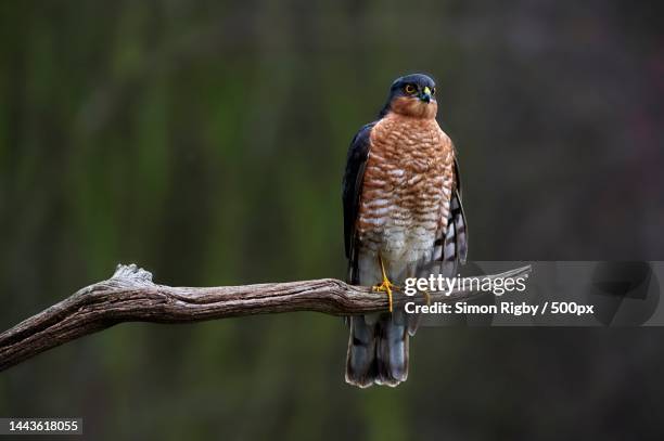 close-up of hawk of prey perching on branch - sparrowhawk stock pictures, royalty-free photos & images