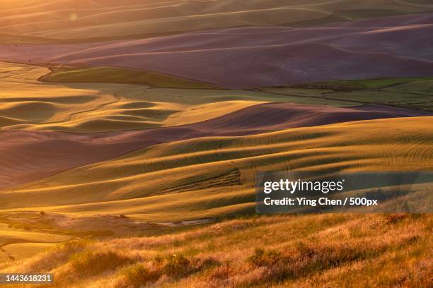 scenic view of agricultural field,steptoe butte state park,united states,usa - steptoe butte state park stock pictures, royalty-free photos & images
