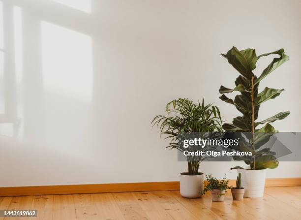 various indoor plants on the floor in an empty room - houseplant stock pictures, royalty-free photos & images