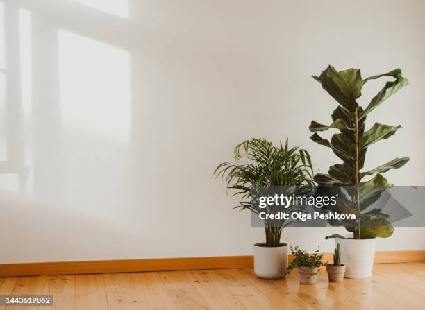 various indoor plants on the floor in an empty room - ornate house furniture stock pictures, royalty-free photos & images