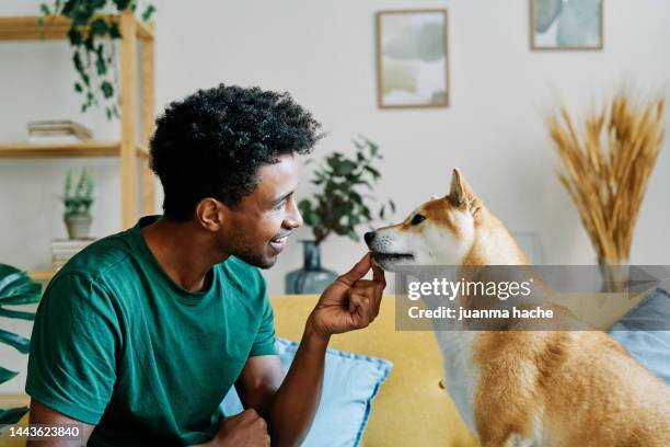 young man training his pet at home, beautiful shiba inu dog excitedly waiting for its reward. - shiba dog stock pictures, royalty-free photos & images