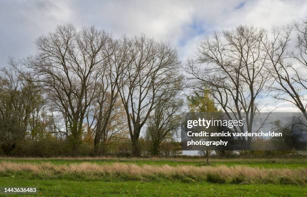 autumn in nature area - west vlaanderen stockfoto's en -beelden