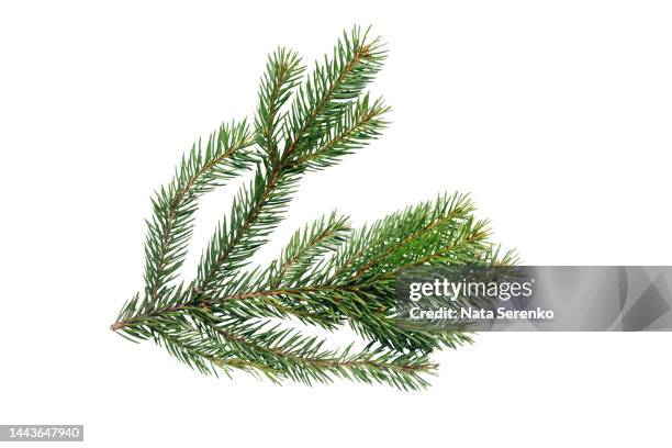 top view of green fir tree spruce branch with needles isolated on white background. - ramo albero natale bianco foto e immagini stock