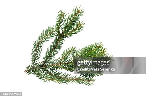 Top view of green fir tree spruce branch with needles isolated on white background.