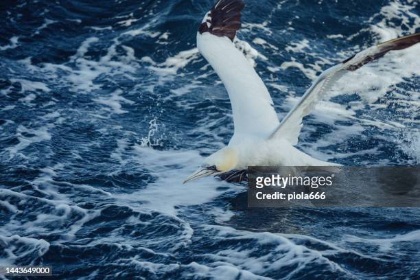northern gannet bird: feeding frenzy behavior - sulidae stock pictures, royalty-free photos & images