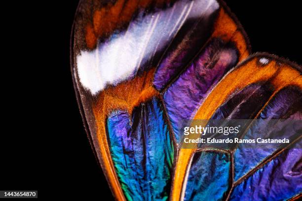 butterfly macro texture with black background - schmetterling stock-fotos und bilder