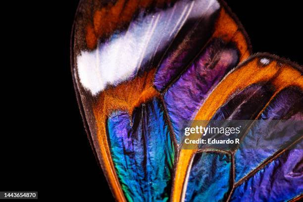 butterfly macro texture with black background - butterfly wings stock pictures, royalty-free photos & images