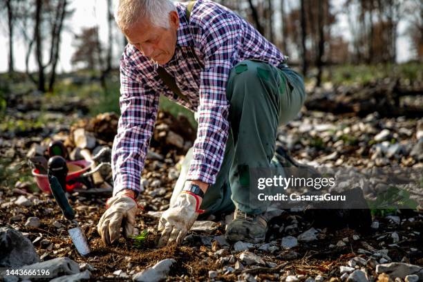 forester planting helping recovering the nature after a devastating forest fire - jägmästare bildbanksfoton och bilder