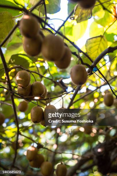 a male farmer harvesting organically grown kiwis in his orchard. - kiwi berries stock-fotos und bilder