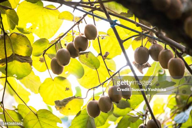 a male farmer harvesting organically grown kiwis in his orchard. - kiwi berries stock-fotos und bilder