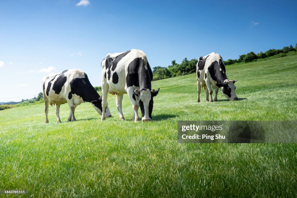 Cows, animal husbandry, dairy products, grassland, sky