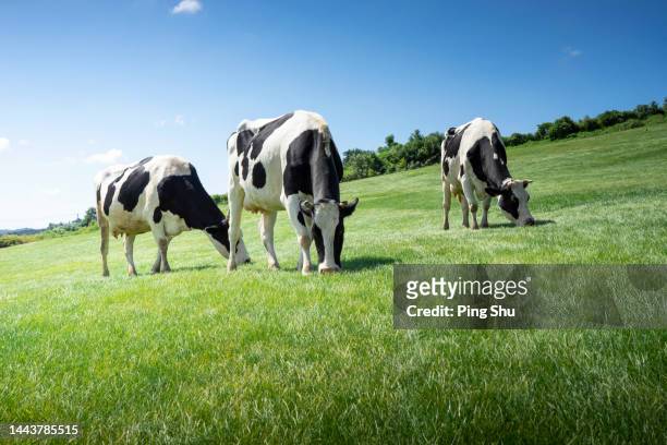 cows, animal husbandry, dairy products, grassland, sky - dairy product stock pictures, royalty-free photos & images