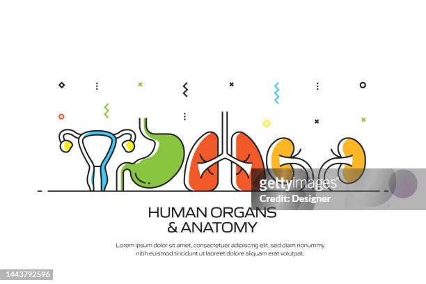 human organs and anatomy related line style banner design for web page, headline, brochure, annual report and book cover - uterus line stock illustrations