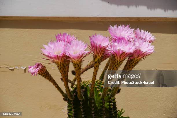 flowering bristle brush cactus - areoles stock-fotos und bilder