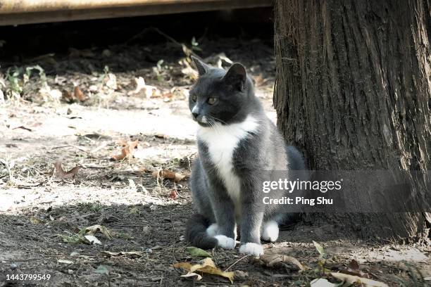 stray cats, animal protection - cute bums stockfoto's en -beelden