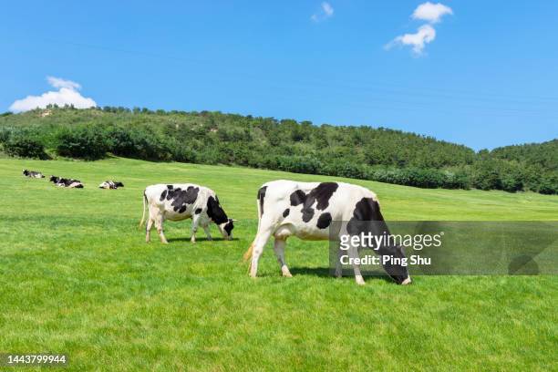 milch  cow - champs et lait photos et images de collection