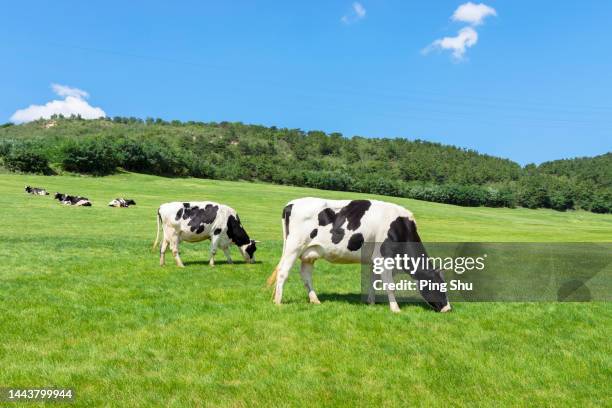 milch  cow - fresian calf foto e immagini stock