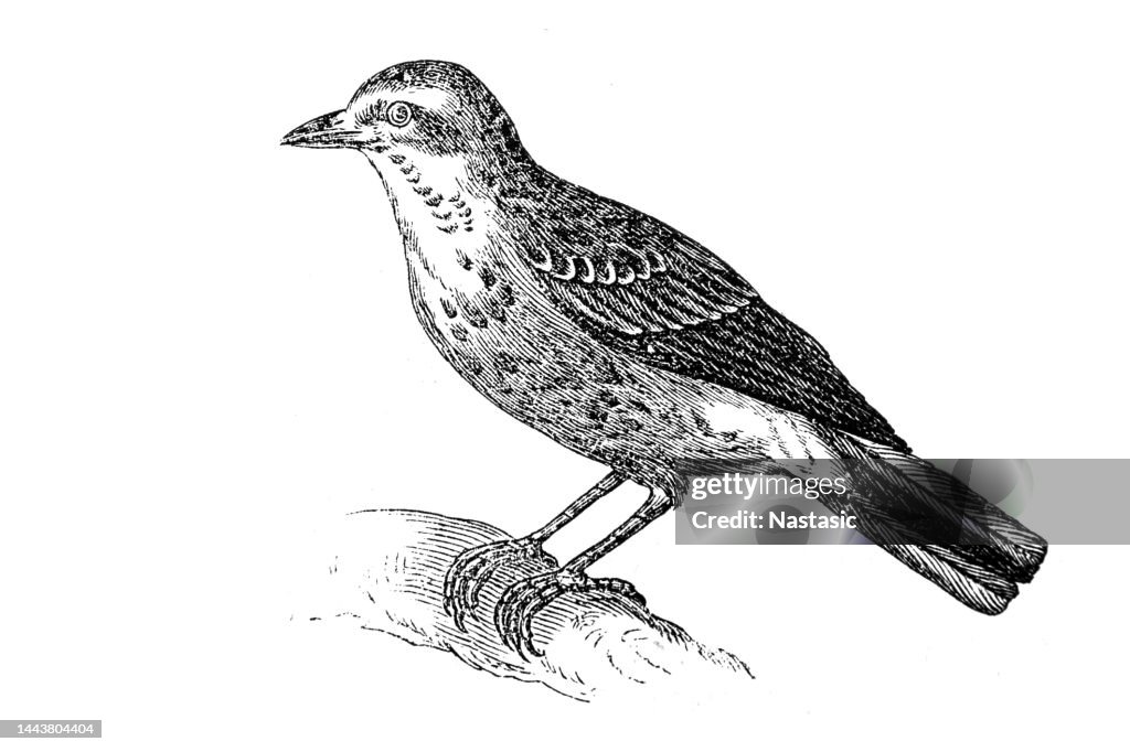 Tree Pipit (Anthus trivialis)