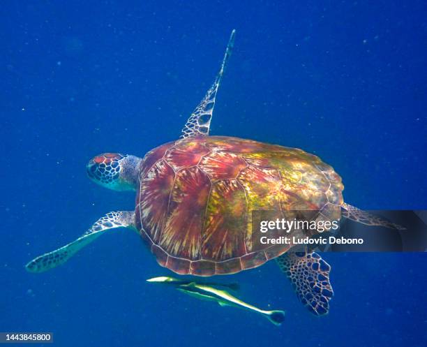 green sea turtle (chelonia mydas) and live sharksucker (echeneis naucrates) - echeneis remora stock pictures, royalty-free photos & images