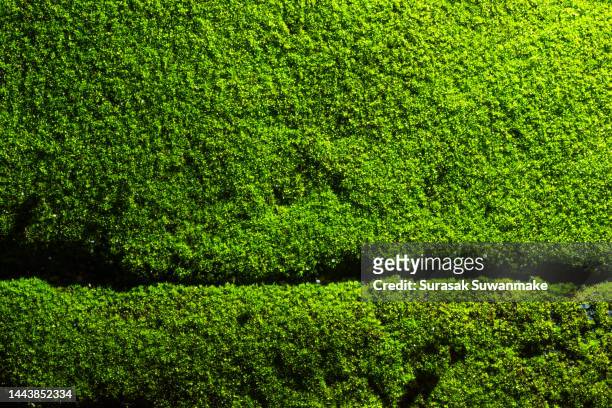 close-up of beautiful green moss on close-up background. moss macro beautiful moss background for wallpaper - muschio foto e immagini stock