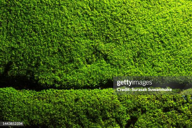 close-up of beautiful green moss on close-up background. moss macro beautiful moss background for wallpaper - moss stock pictures, royalty-free photos & images