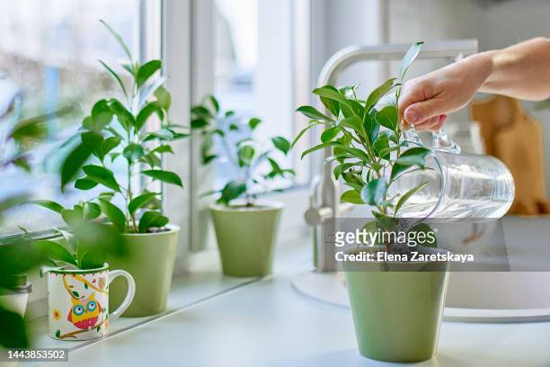 young woman watering plants at home - 室內植物 個照片及圖片檔
