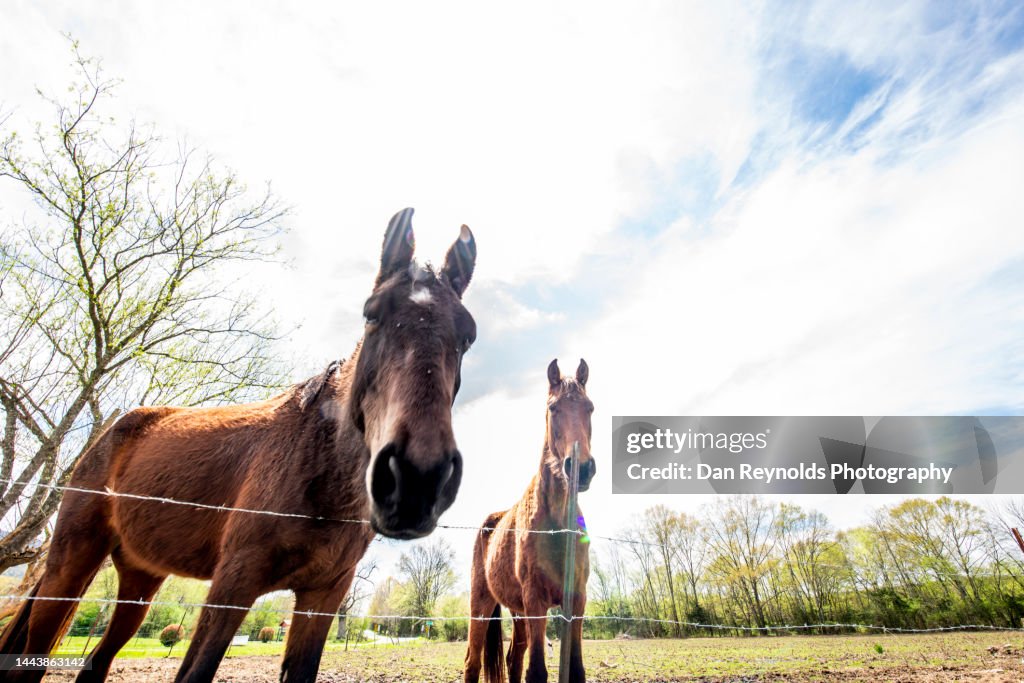 Horses in Morning Sun