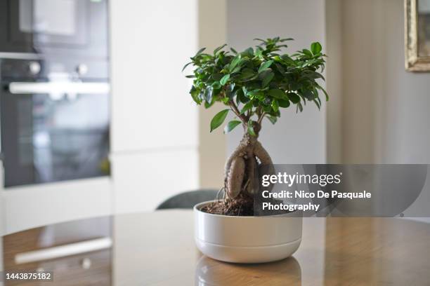 ficus ginseng (ficus retusa) bonsai tree plant - fig tree fotografías e imágenes de stock