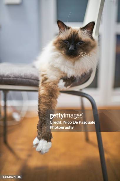 birman cat on a chair - cat hanging stock pictures, royalty-free photos & images