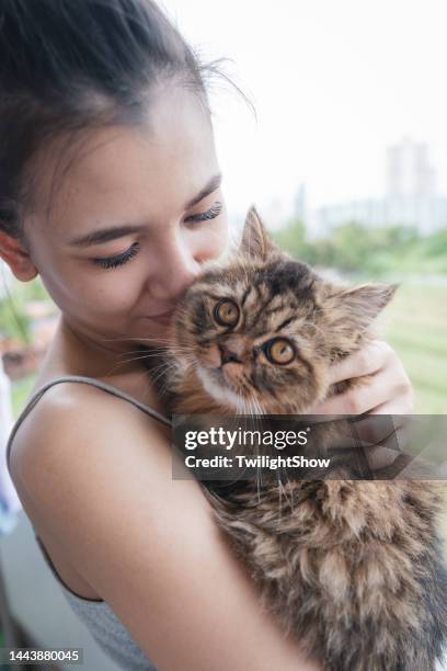 woman playing with her cat at home - purebred cat stock pictures, royalty-free photos & images