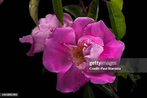 sport of rosa laevigata - rosa laevigata stock pictures, royalty-free photos & images