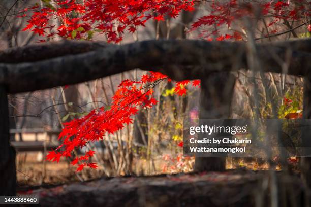 colorful autumn background : beautiful autumn color of the fall foliage in nami isaland - south korea. - chuncheon fotos stock-fotos und bilder