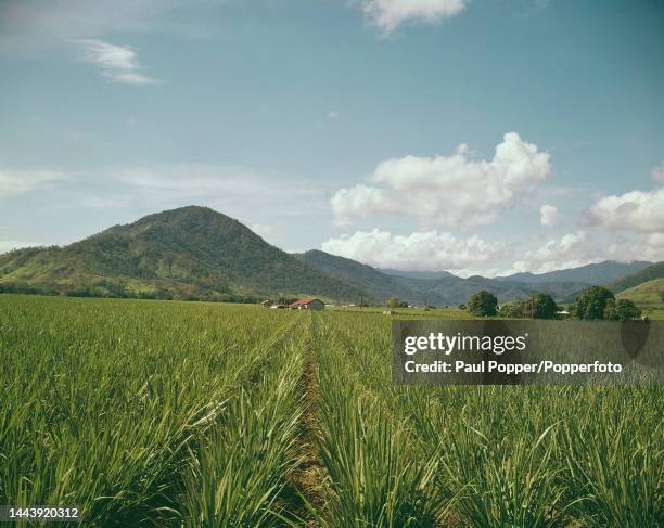 Rows of sugarcane plants growing on a sugar plantation near the city of Cairns in Queensland, Australia circa 1962.