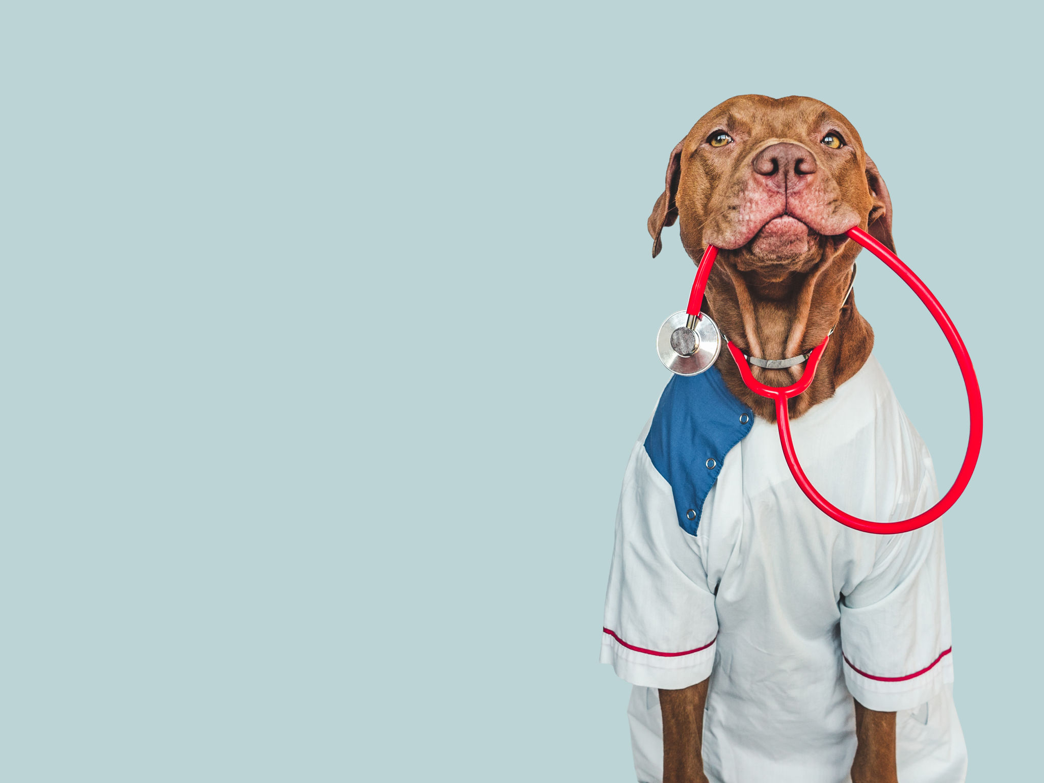 dog health benefits