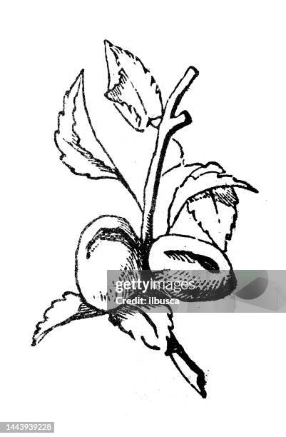 antique engraving illustration: apricot tree - apricot tree engrave illustration stock illustrations
