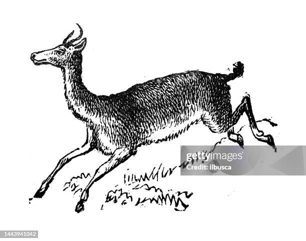 antique engraving illustration: antelope - antelope stock illustrations