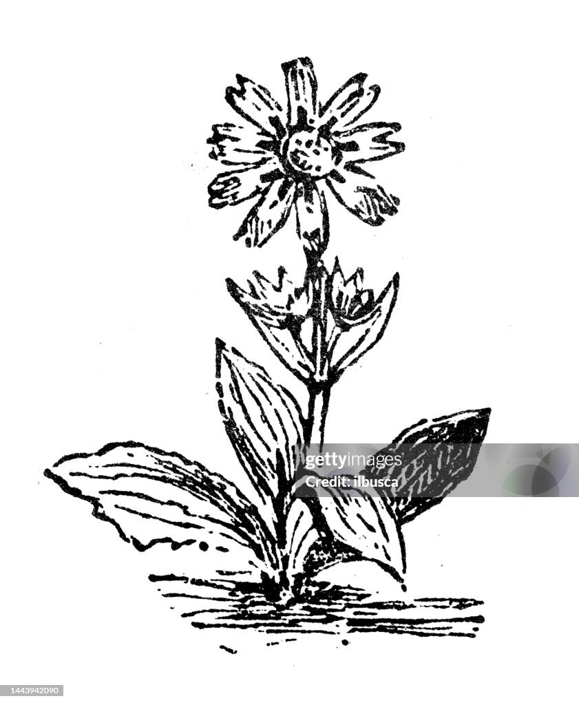 Gravure ancienne illustration : Arnica
