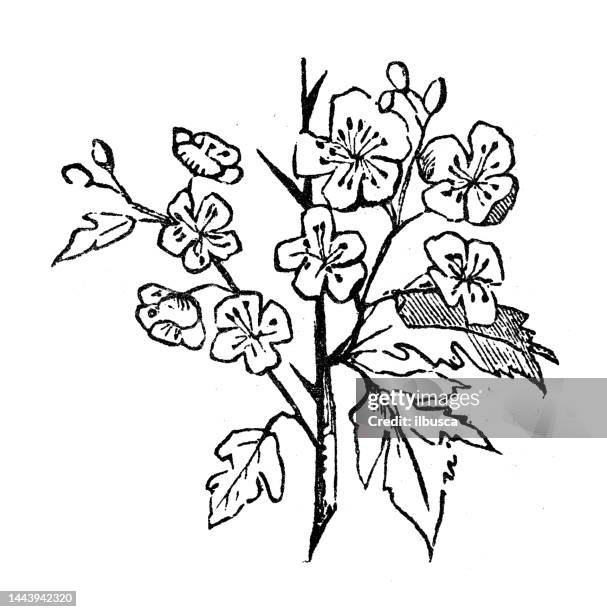antique engraving illustration: hawthorn, may tree, crataegus - mayflower stock illustrations