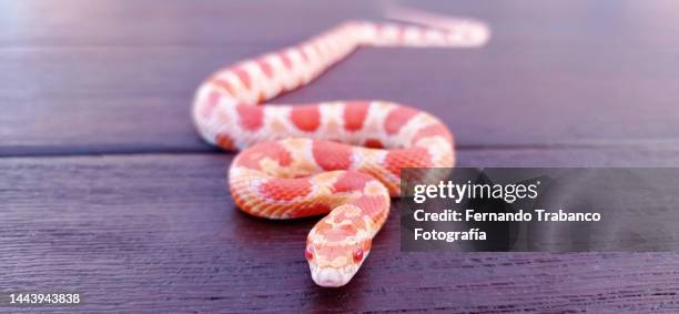 snake close-up - corn snake stockfoto's en -beelden