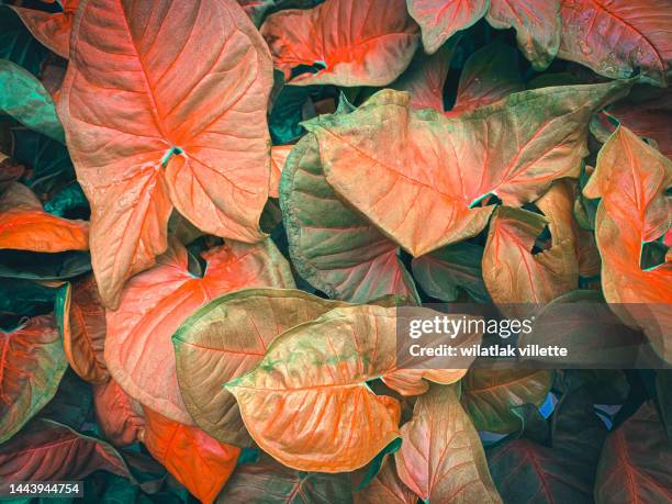 Our Bon Color Usa Clipart Photos and Premium High Res Pictures - Getty Images